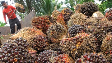 Foto hasil panen buah kelapa sawit (CNN Indonesia)