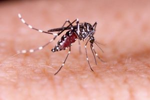 Foto ilustrasi nyamuk Aedes Aegypti pembawa virus DBD.