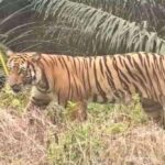 Foto : Harimau sedang mengincar mangsa. (Dok : Google)