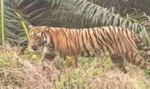 Foto : Harimau sedang mengincar mangsa. (Dok : Google)