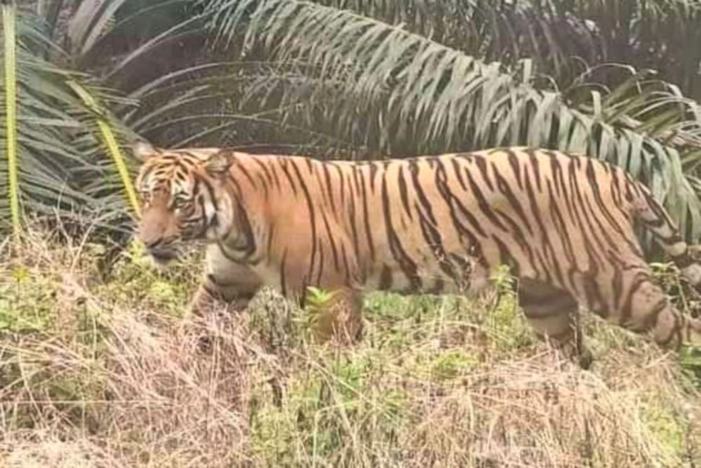 Foto : Harimau sedang mengincar mangsa. (Dok : Google)