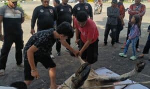 Foto : Ketua PAC Pemuda Pancasila Dumai Kota Asnur Memori bersama pengurus menyaksikan penyembelihan hewan qurban pada Idul Adha 1446 H
